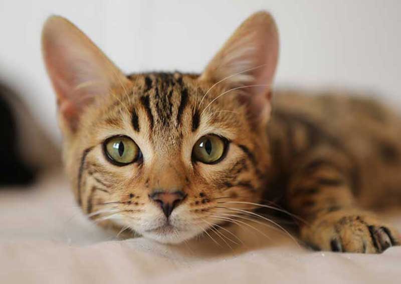 Carousel Slide 2: Cat Care